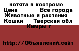 котята в костроме › Цена ­ 2 000 - Все города Животные и растения » Кошки   . Тверская обл.,Кимры г.